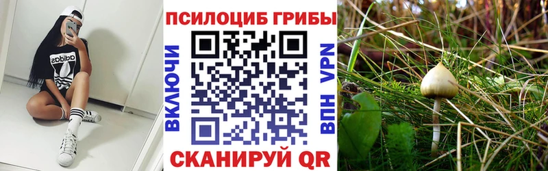сколько стоит  Катайск  Галлюциногенные грибы Magic Shrooms 